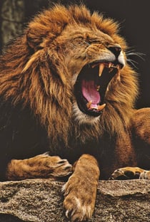 lion-3576031_1920_By Alexas Fotos.jpg