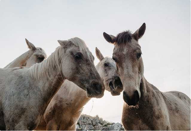 horses